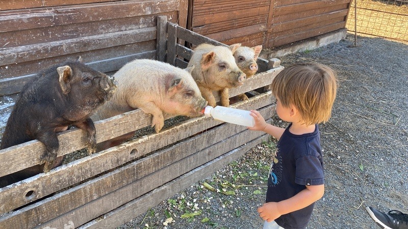 Minifarma Rodas - Šestajovice